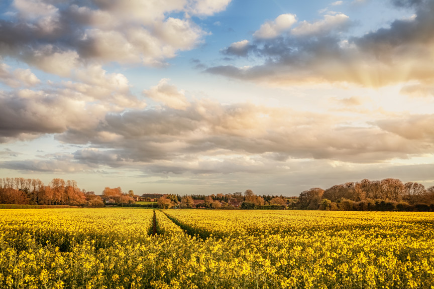 Rapeseed in Norfolk field